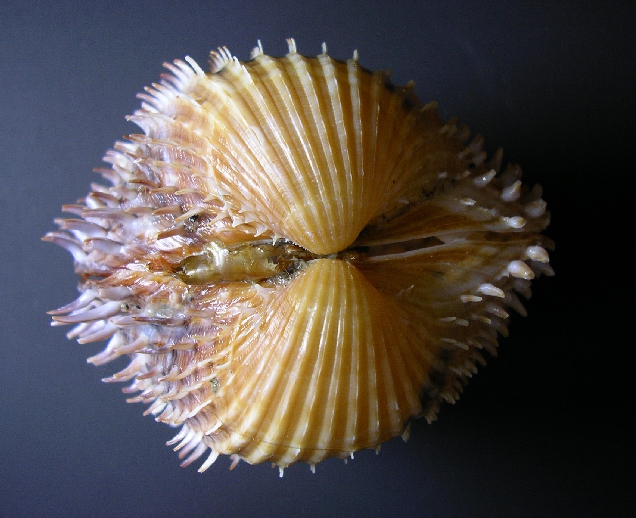 acantocardia?